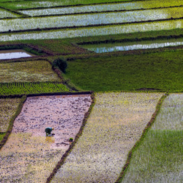 colorful fields with worker in foreground