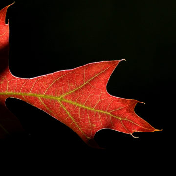 Image of a red maple leaf with black background